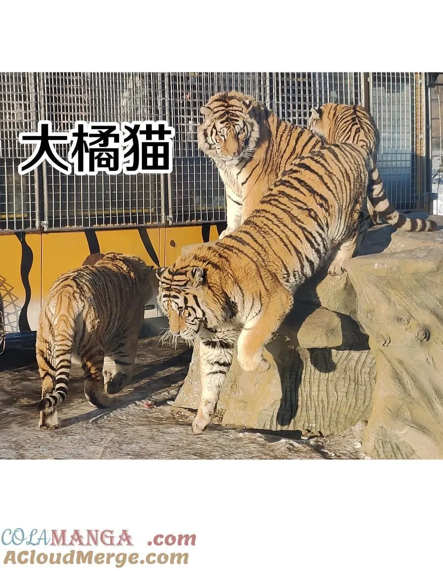 调更 一女子 竟为了去看猫……3